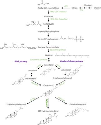 Altered Cholesterol Homeostasis in Huntington’s Disease